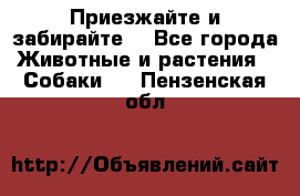 Приезжайте и забирайте. - Все города Животные и растения » Собаки   . Пензенская обл.